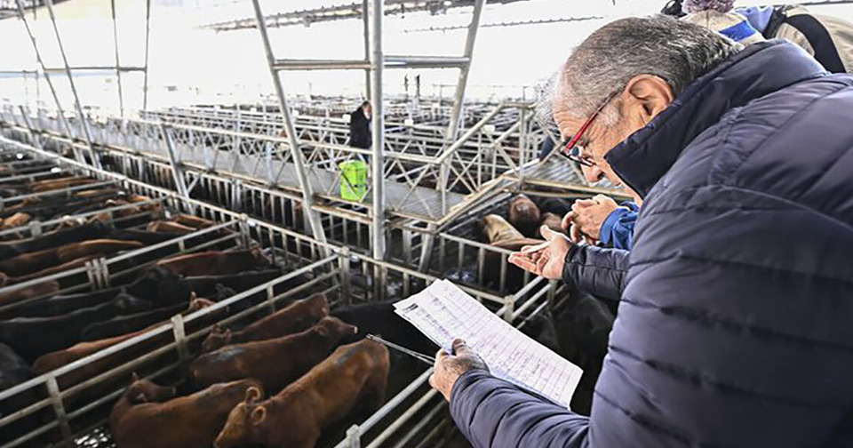 牛肉: 供給される家畜の量により、生産と輸出のレベルを維持することができました。ニュース